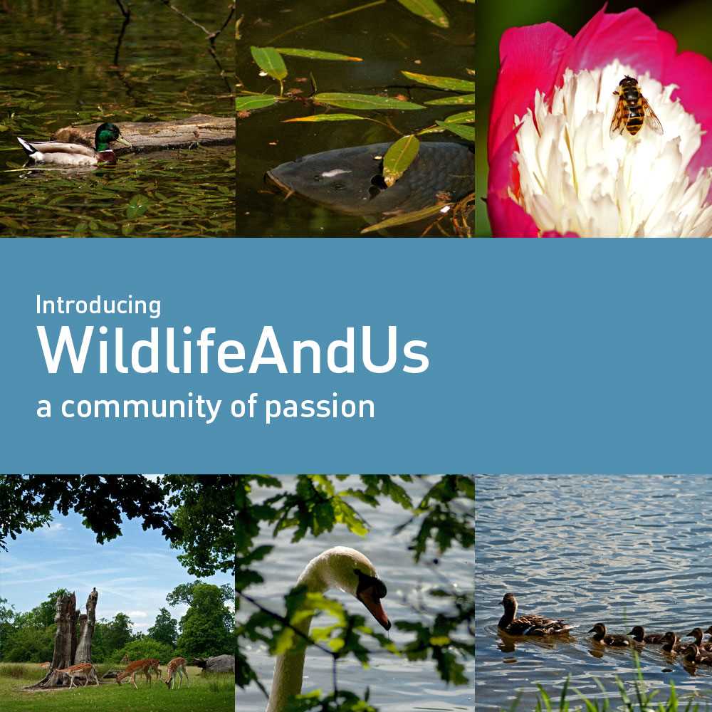 Introducing WildlifeAndUs - A FreeTimePays Community of Passion