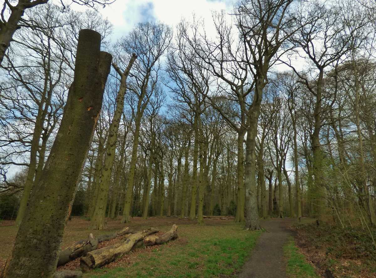 Holders Lane Woods, Birmingham - A wonderful open space!