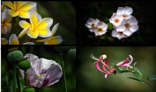 Barry blooms in Birmingham with great selection of floral photography taken across the City