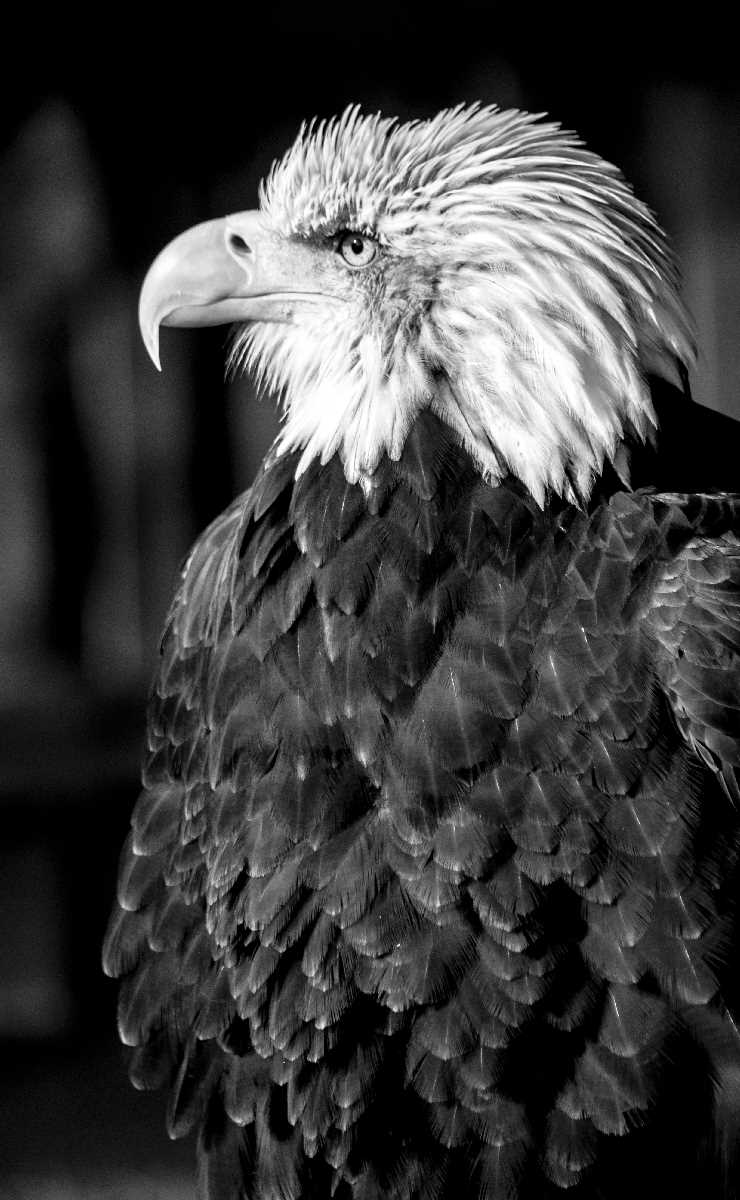 Bald Eagle in Black and White