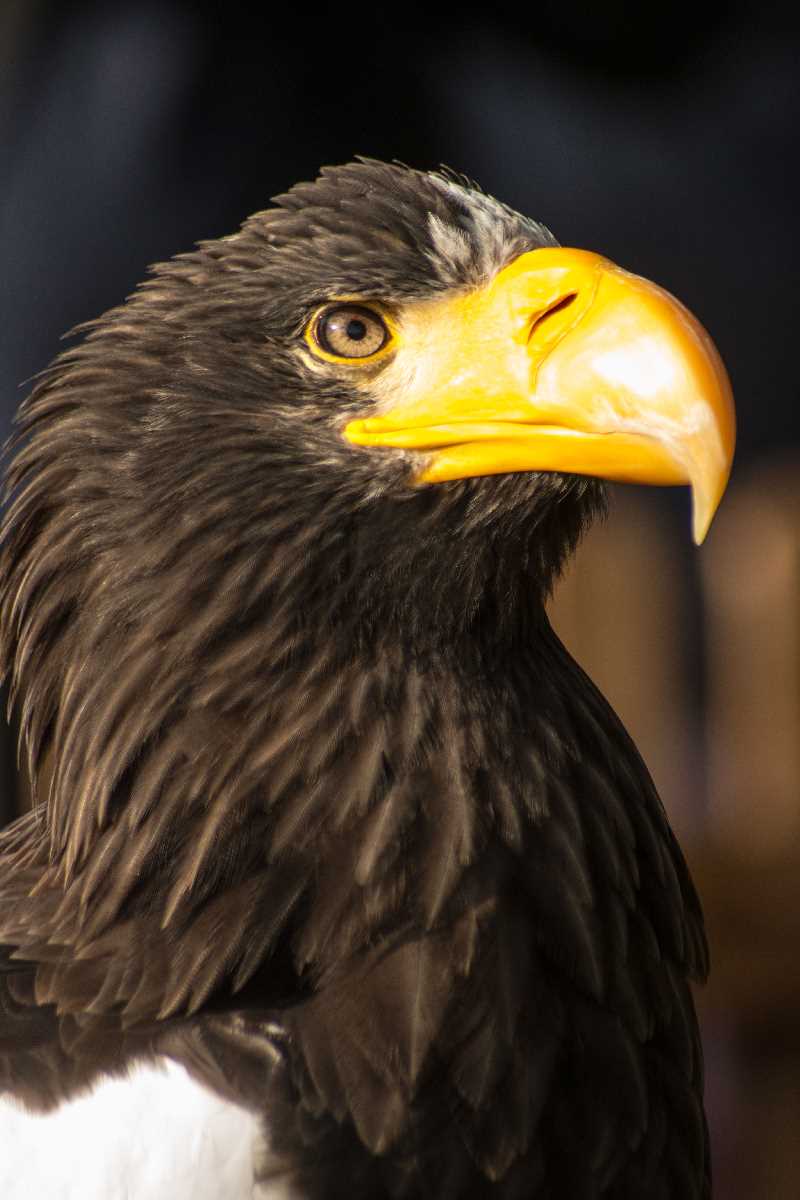Stella Sea Eagle