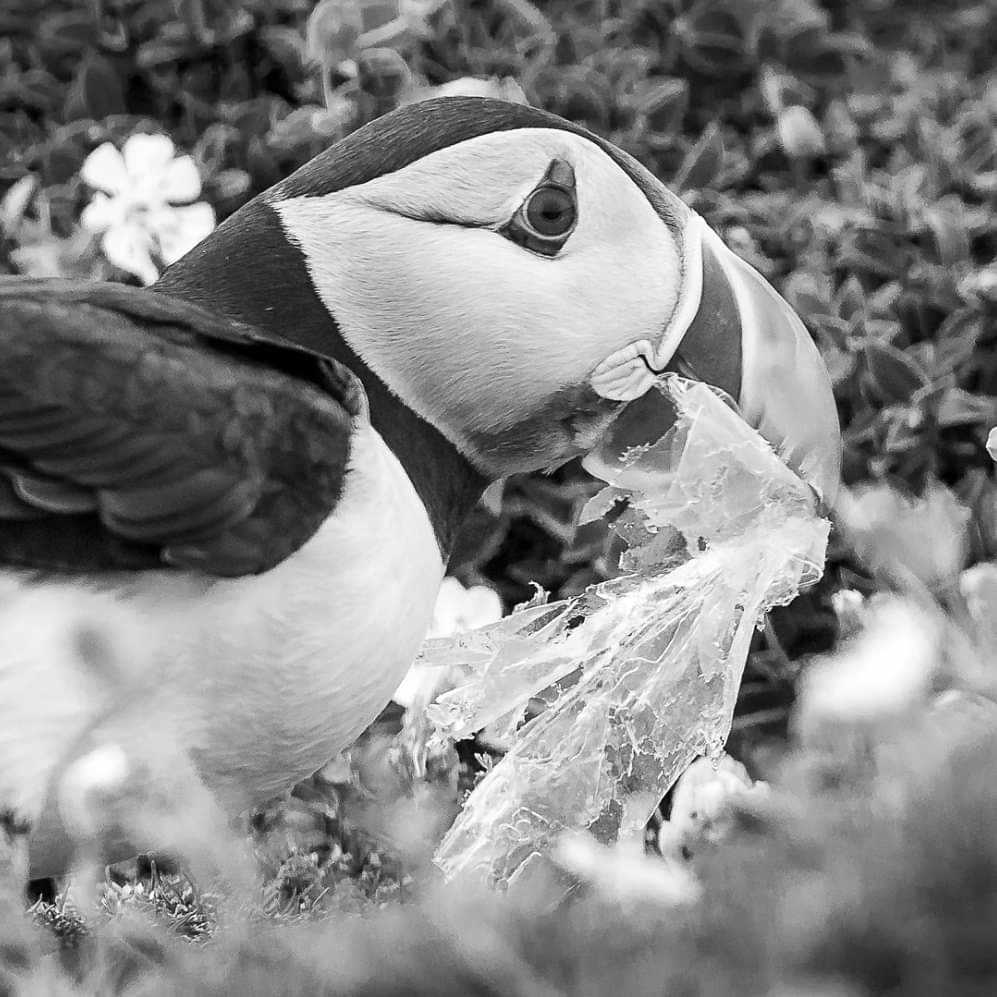 When Puffin and plastic meets - We must make a difference! 